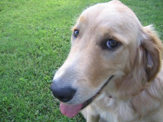 Bailey_003