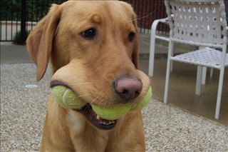 Big mouth_small
