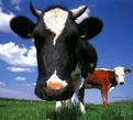 Cow Closeup