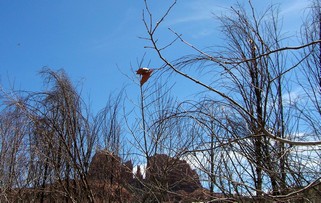 Lone leaf