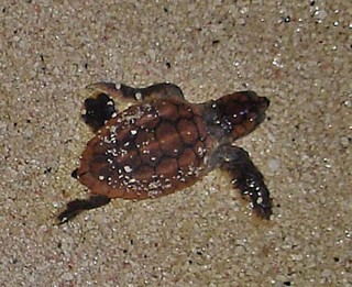 Baby-sea-turtle